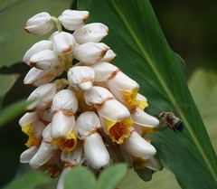 Alpinia hainanensis