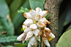 Alpinia hainanensis
