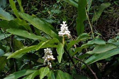 Alpinia hainanensis