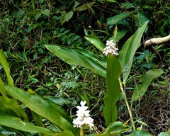Alpinia hainanensis