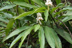 Alpinia hainanensis