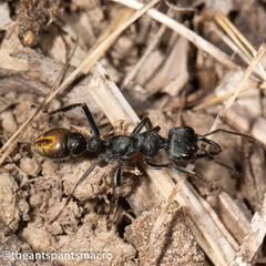 Myrmecia mandibularis