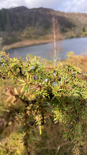 common juniper