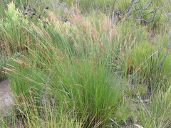 Schoenus graciliculmis