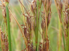 Schoenus graciliculmis