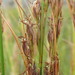 Schoenus graciliculmis - Photo (c) douglaseustonbrown, algunos derechos reservados (CC BY-SA), uploaded by douglaseustonbrown