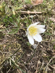 Anemonoides nemorosa