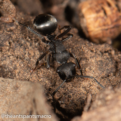 Polyrhachis phryne