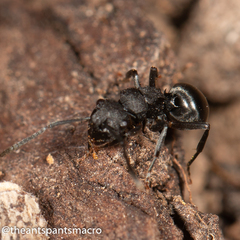 Polyrhachis phryne