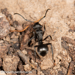 Polyrhachis phryne