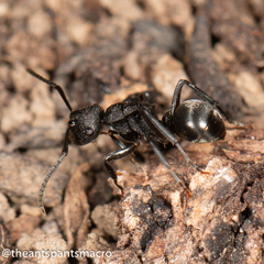 Polyrhachis phryne