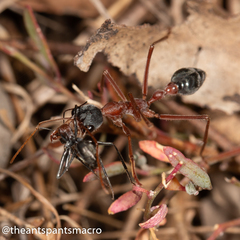 Myrmecia nigriceps