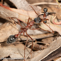 Myrmecia nigriceps