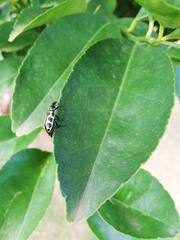 Astylus atromaculatus