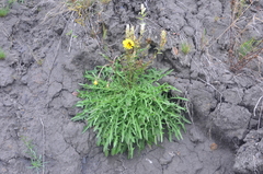 Taraxacum longicorne
