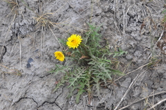Taraxacum longicorne