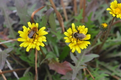 Taraxacum longicorne