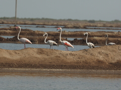 Phoenicopterus roseus