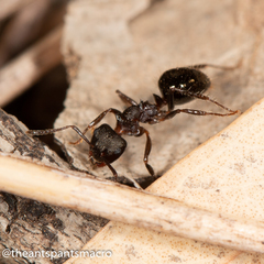 Notoncus ectatommoides