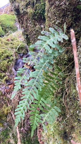 common polypody