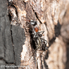 Camponotus ephippium