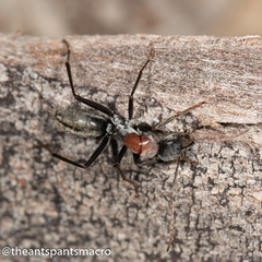 Camponotus ephippium