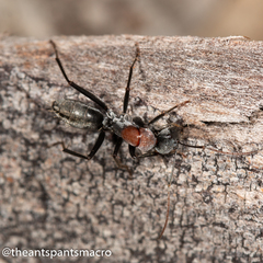 Camponotus ephippium