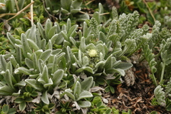 Leontopodium ochroleucum