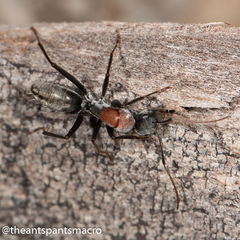 Camponotus ephippium