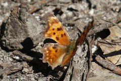 Polygonia oreas