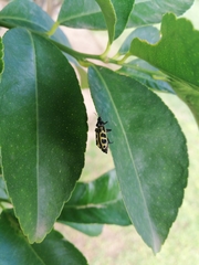 Astylus atromaculatus