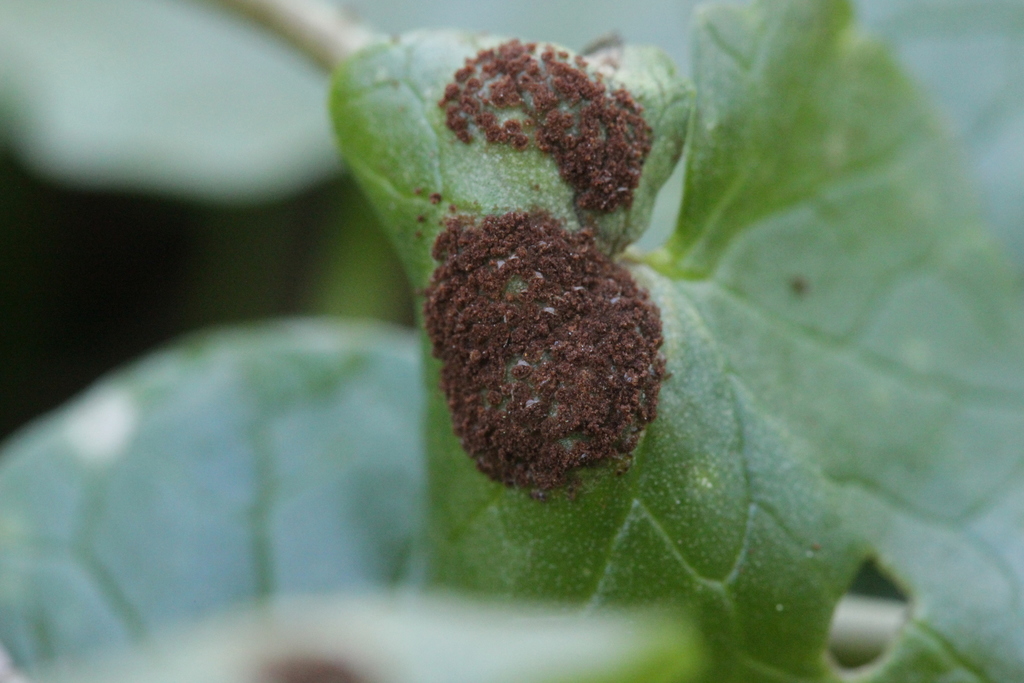 Uromyces ficariae