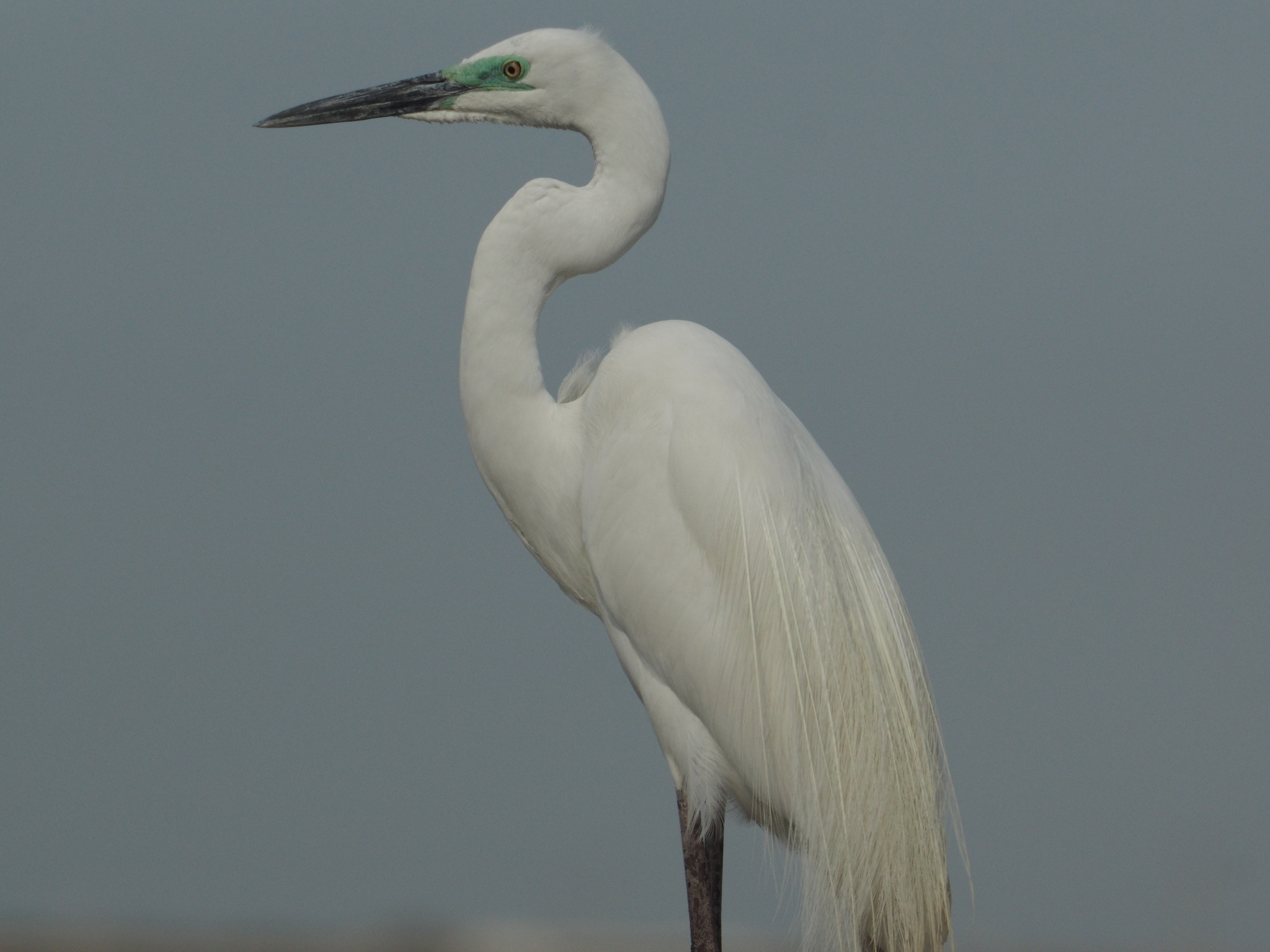 Great Egret