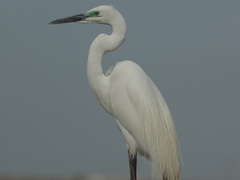 Ardea alba