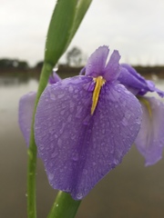 Iris hexagona