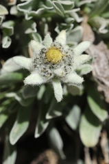 Leontopodium ochroleucum