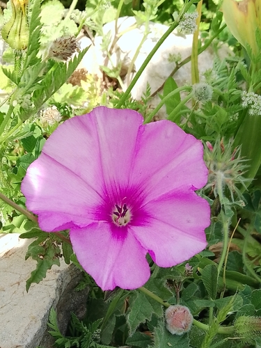 Mallow Bindweed