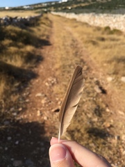 Galerida cristata meridionalis