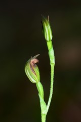 Pterostylis clivosa