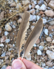 Galerida cristata meridionalis