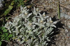 Leontopodium ochroleucum