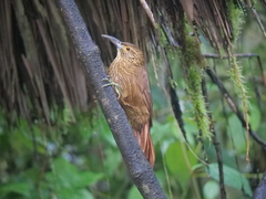 Xiphocolaptes promeropirhynchus