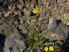 Taraxacum longicorne