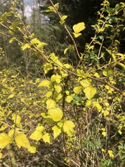 Angiospermae