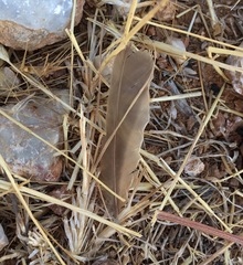 Galerida cristata meridionalis