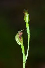 Pterostylis clivosa
