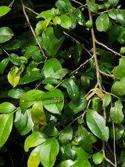 Pseudocopera ciliata