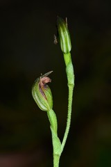 Pterostylis clivosa