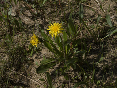 Taraxacum glabrum