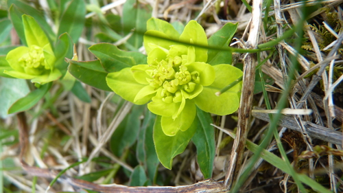 Euphorbia verrucosa, photograph 6
